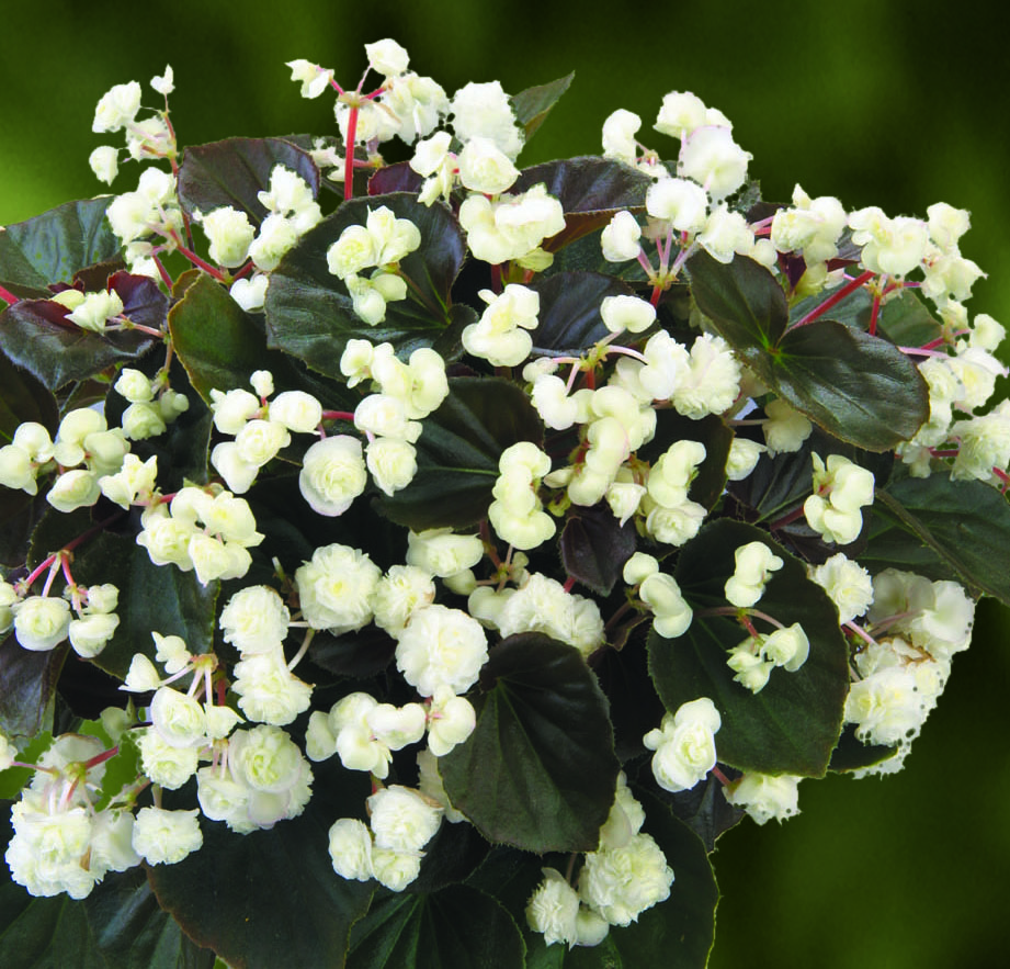 Begonie gefülltblühend 'Double White' 12cm Topf