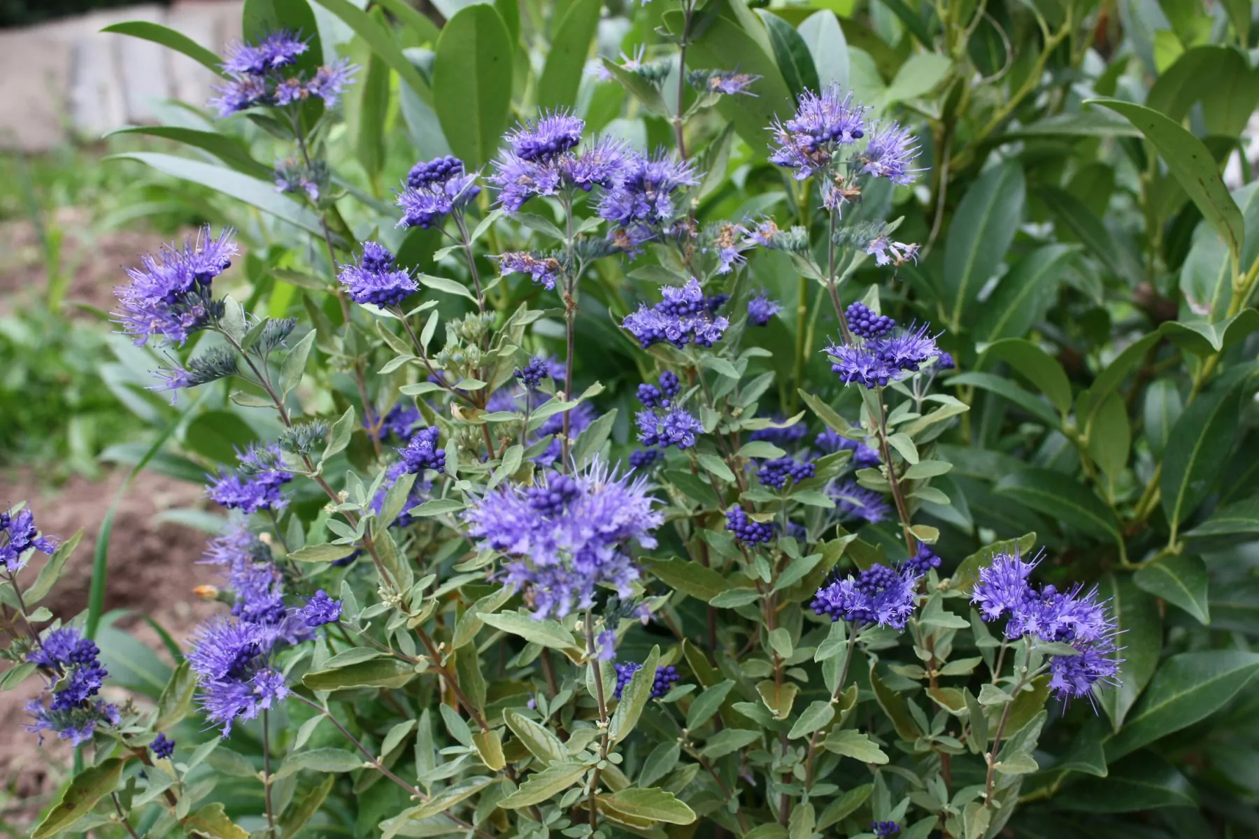 Bartblume 'Grand Bleu' 3 L