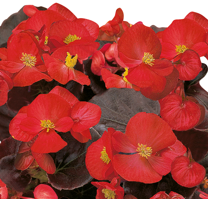 Eisbegonie 'Marsala Scarlet'