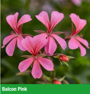 Pelargonien 'Balcon Pink' 10,5 cm Topf