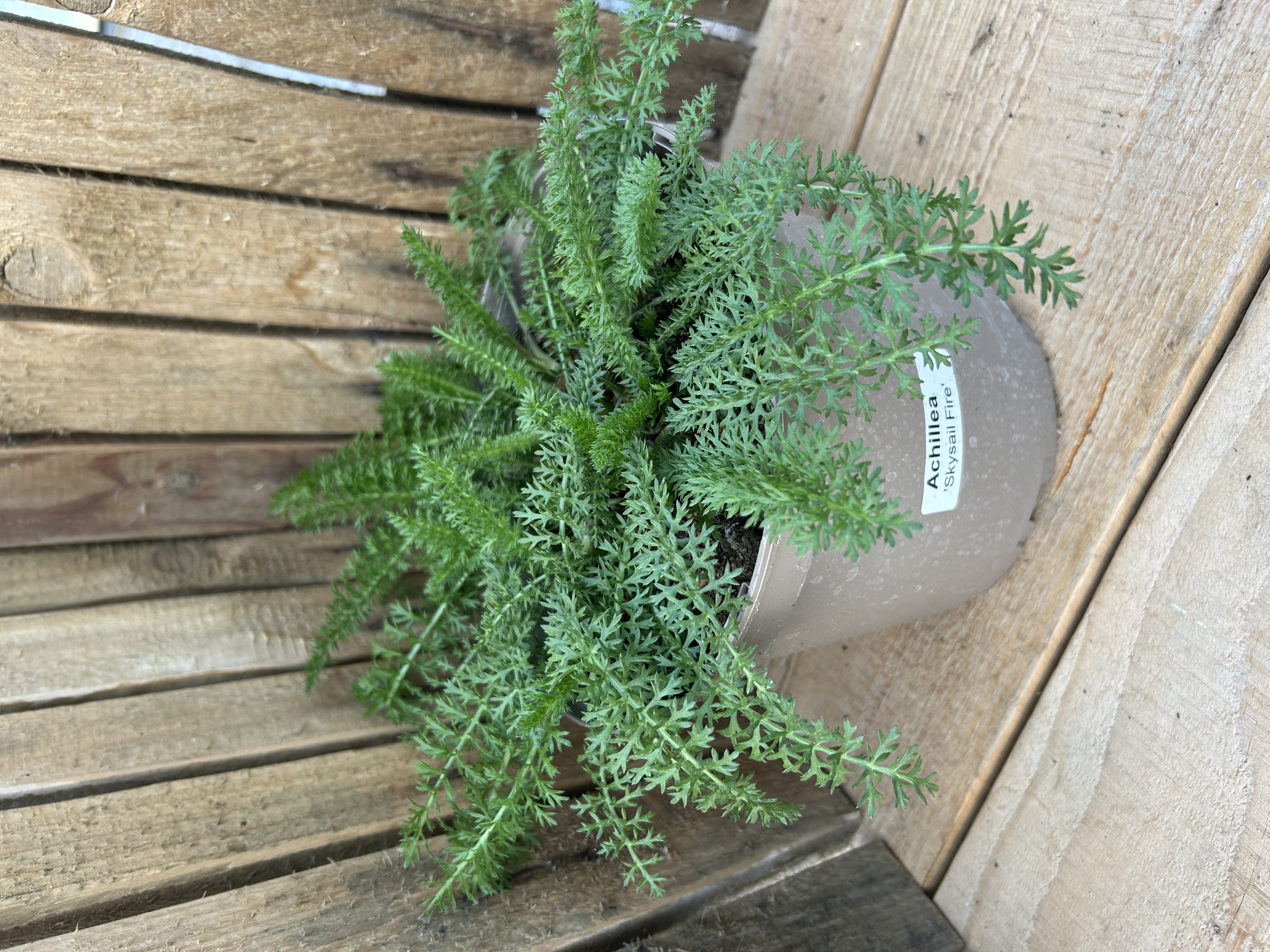 Achillea 'Skysail Fire' 3L Topf