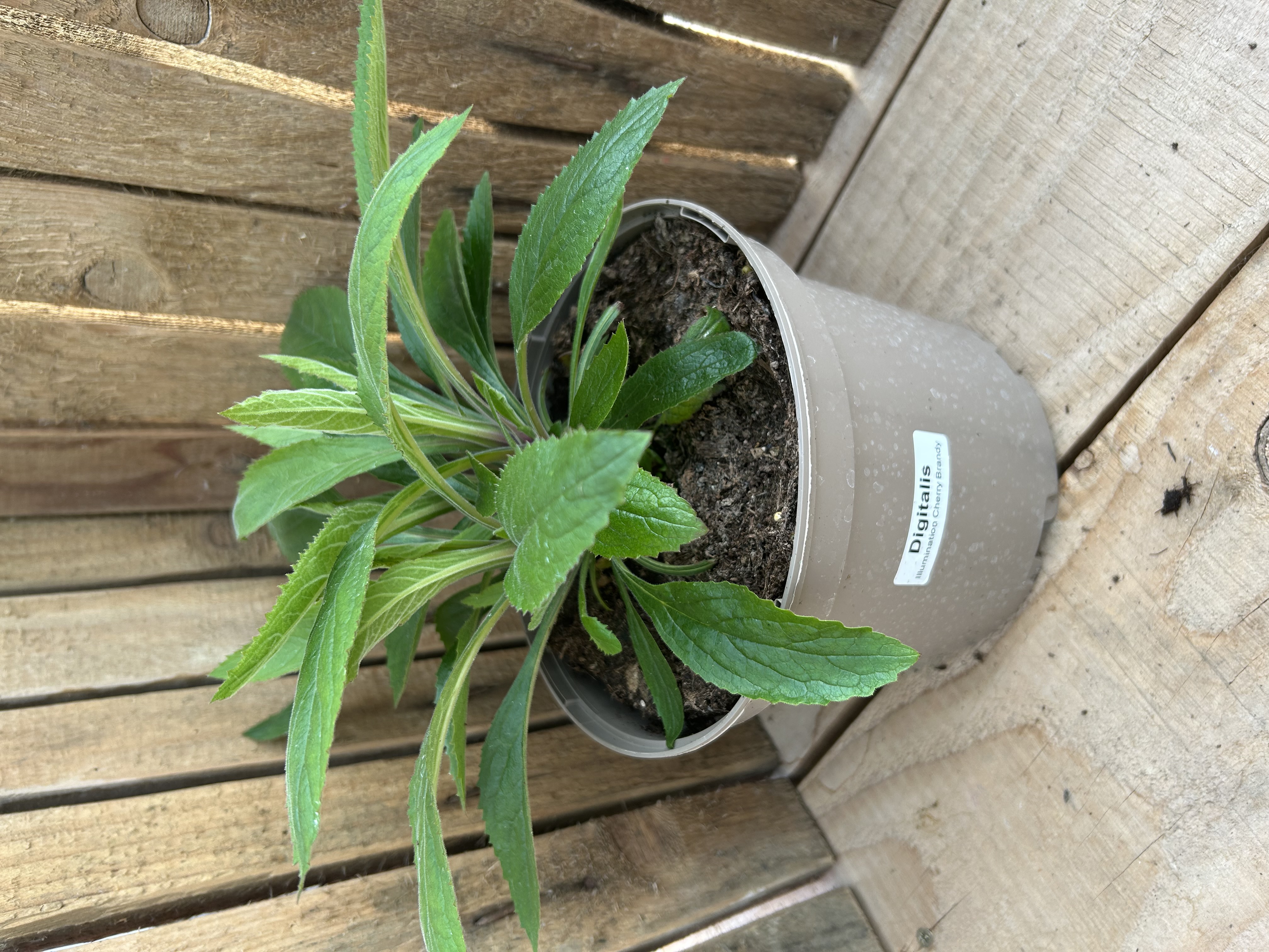 Digitalis 'Illumination Cherry Brandy' 3L Topf