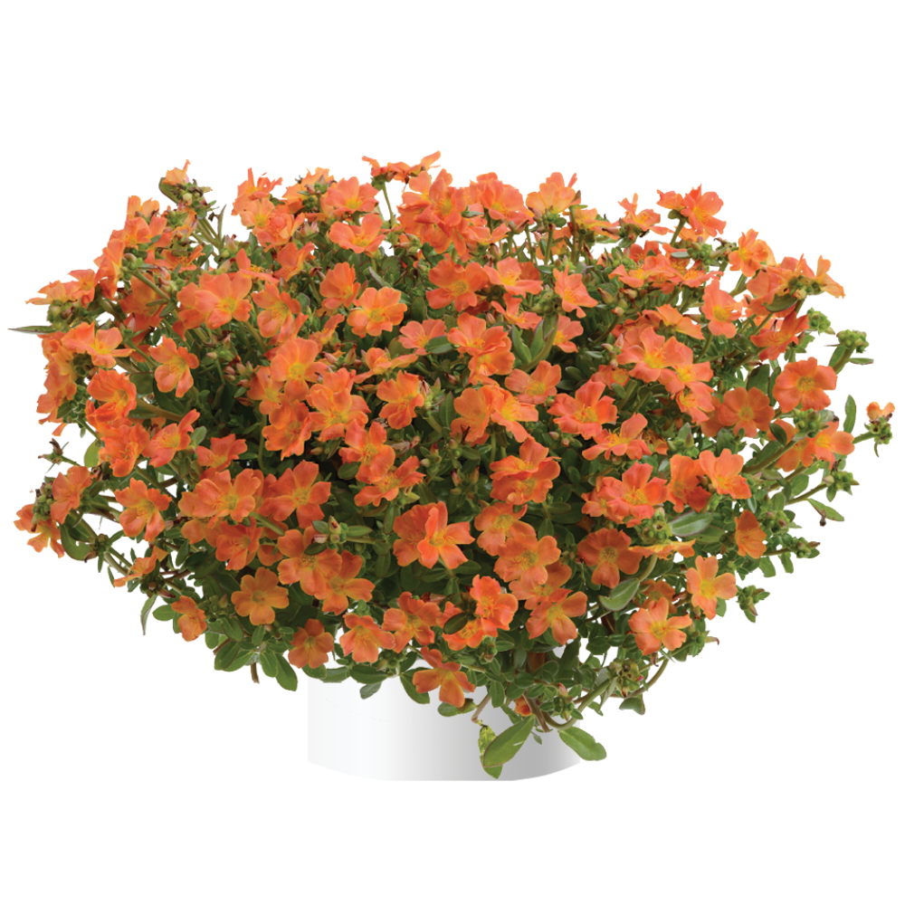 Portulak 'Pazzaz Tangerine' 10,5 cm Topf