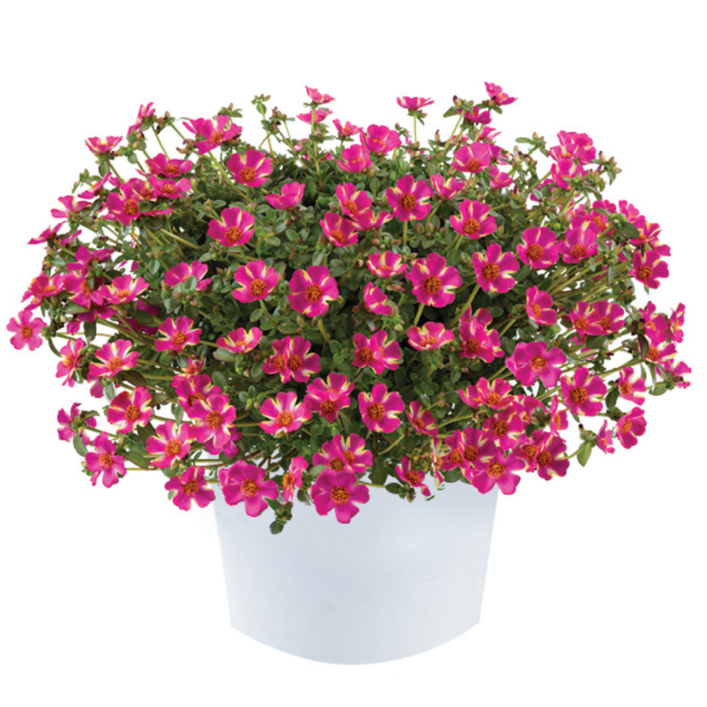 Portulak 'Campino Twist Pink' 10,5 cm Topf