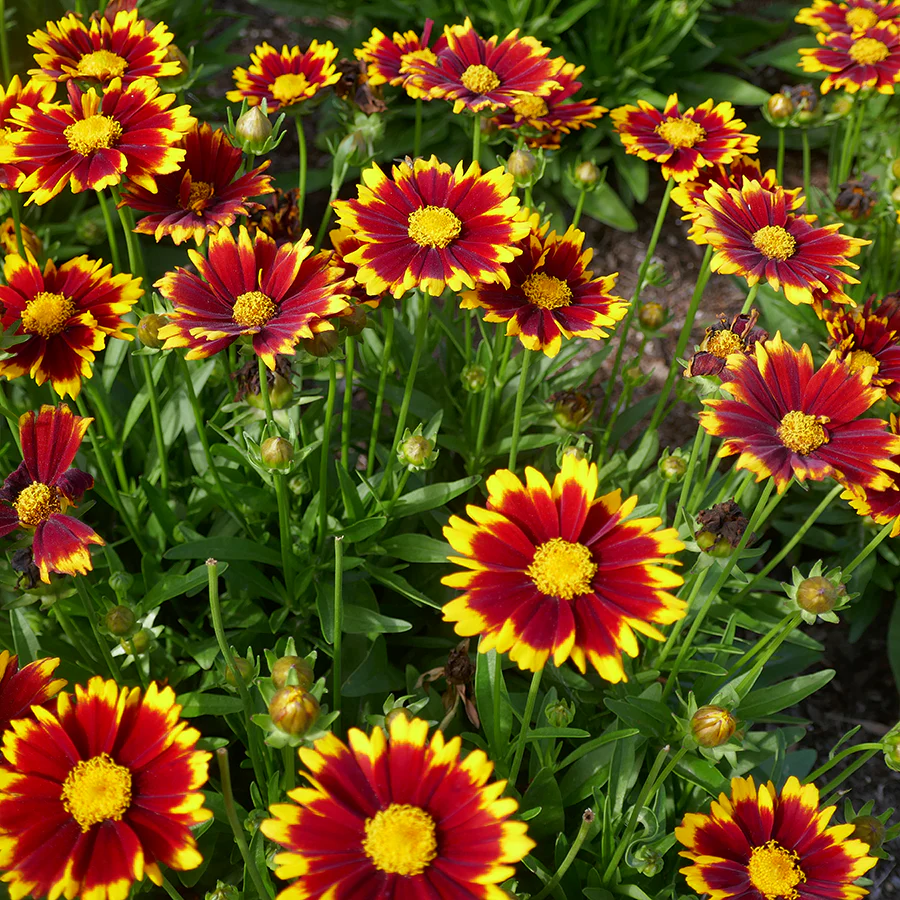 Coreopsis 'Uptick Red' 3 L
