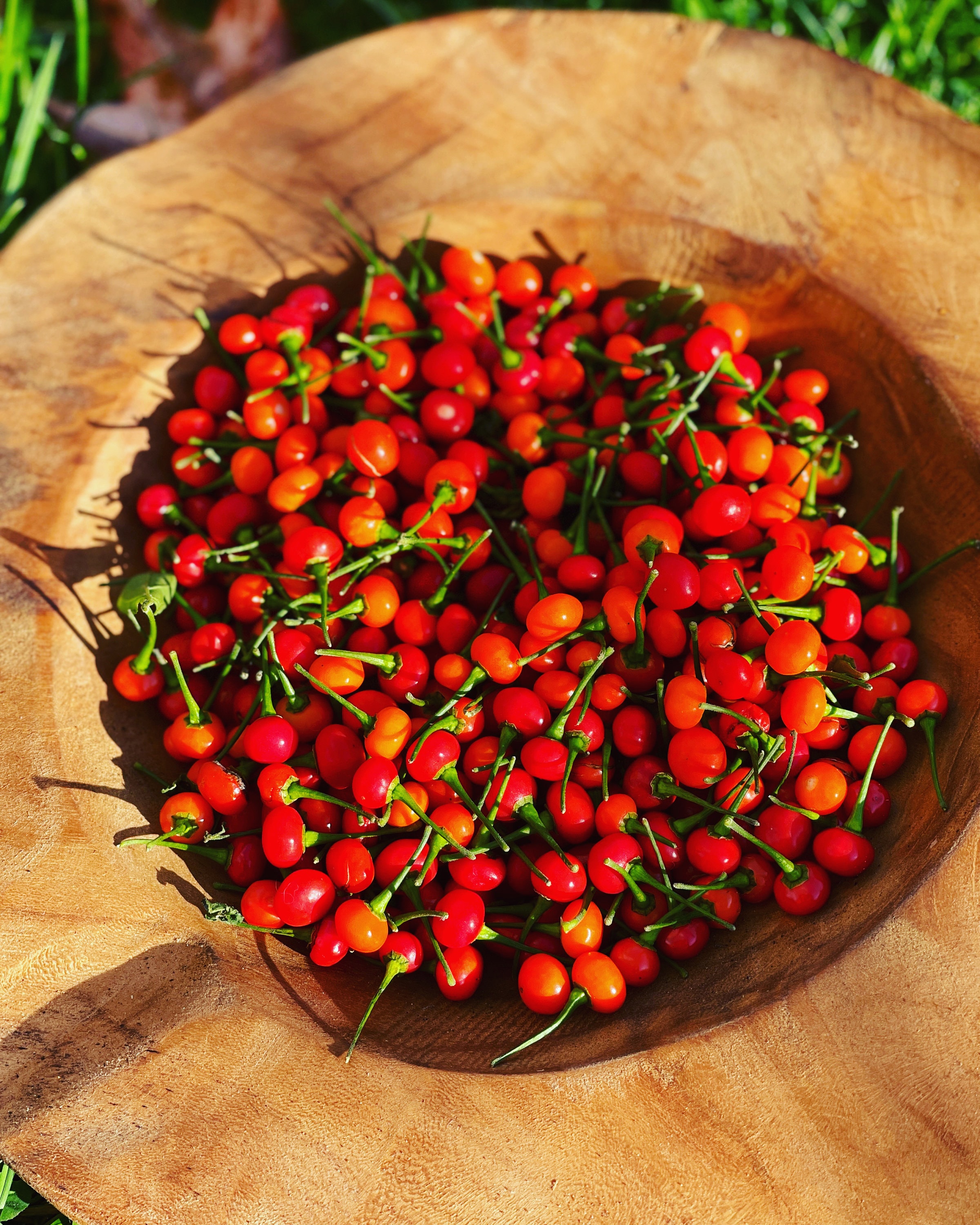 Chili 'Aji Charapita rot' 12 cm Topf