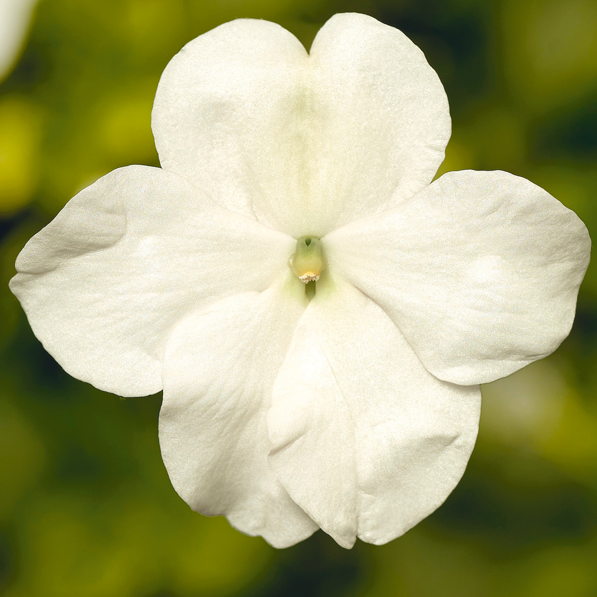 Impatiens walleriana 'Vitara White' Wienerinnen 10,5 cm Topf