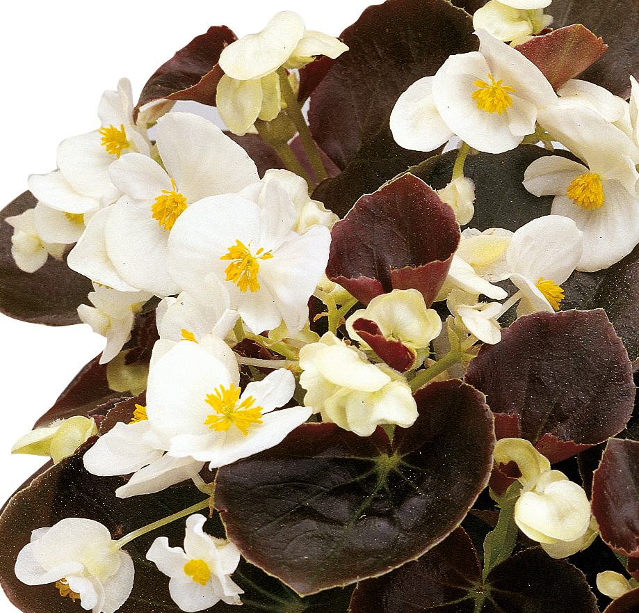 Eisbegonie 'Marsala White'