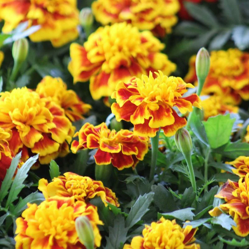 Tagetes 'Bonanza Bee' 9 cm Topf