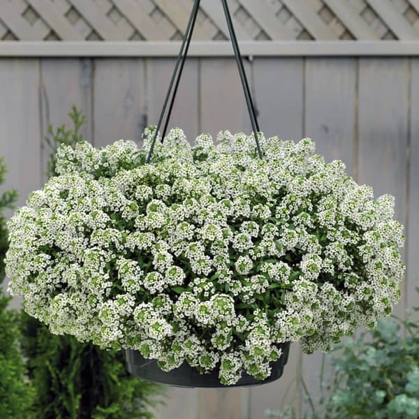 Lobularia 'Snow Crystals' Alyssum 9 cm Topf