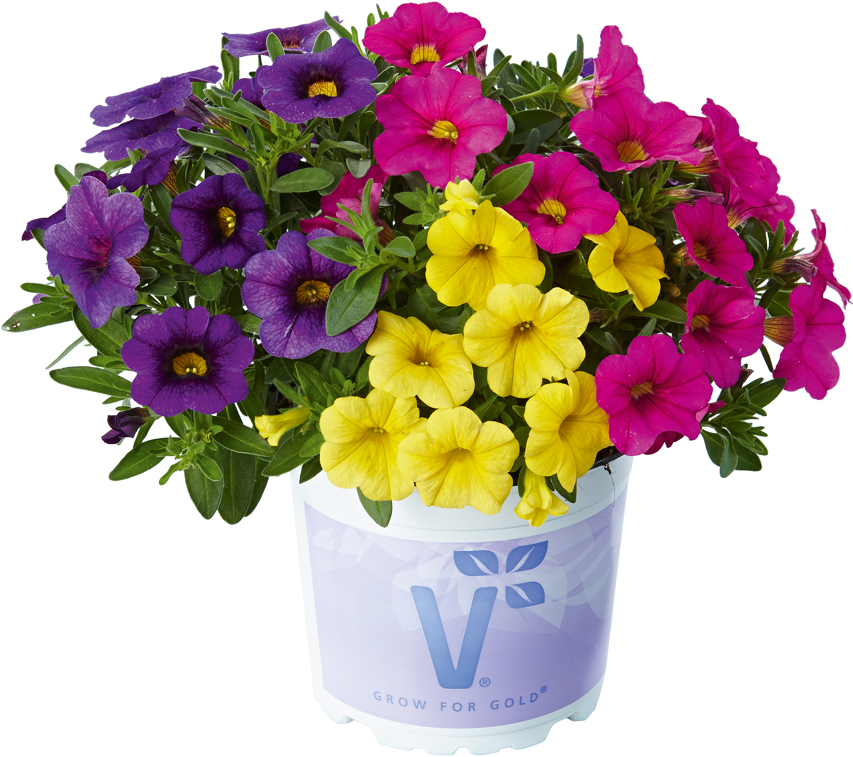3er-Mix Millionbells 'Calipetite Trio Yellow-Blue-Rose' 12 cm Topf