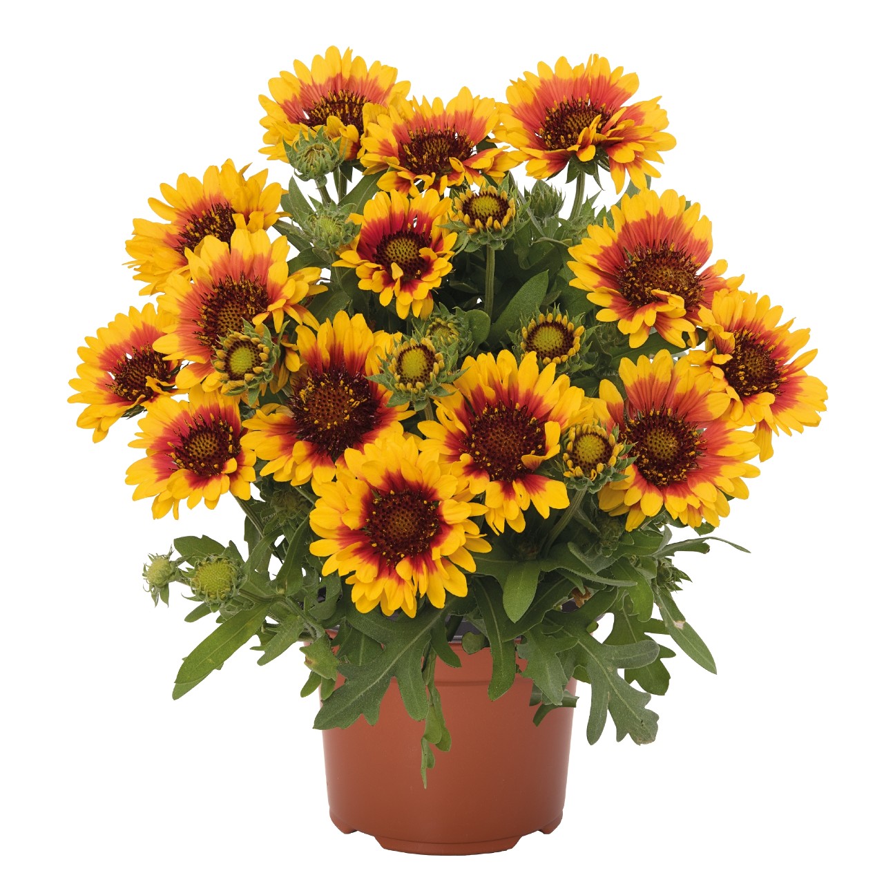 Gaillardia 'SpinTop Red Starbust' 3 L