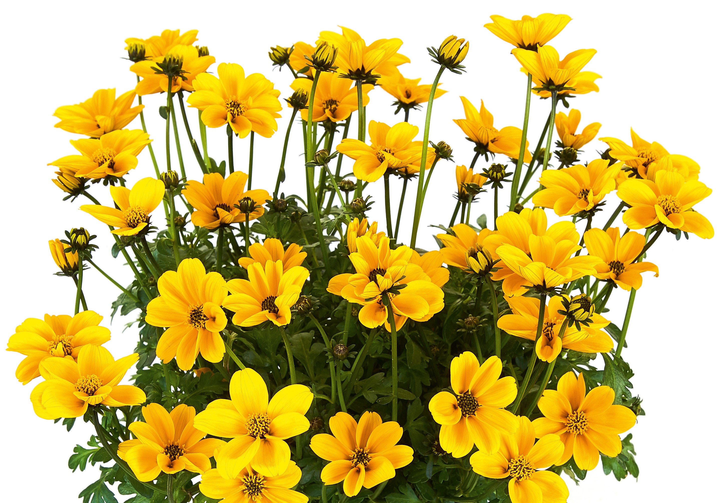 Bidens 'Efraim´s Gold stehend' - 10,5 cm Topf