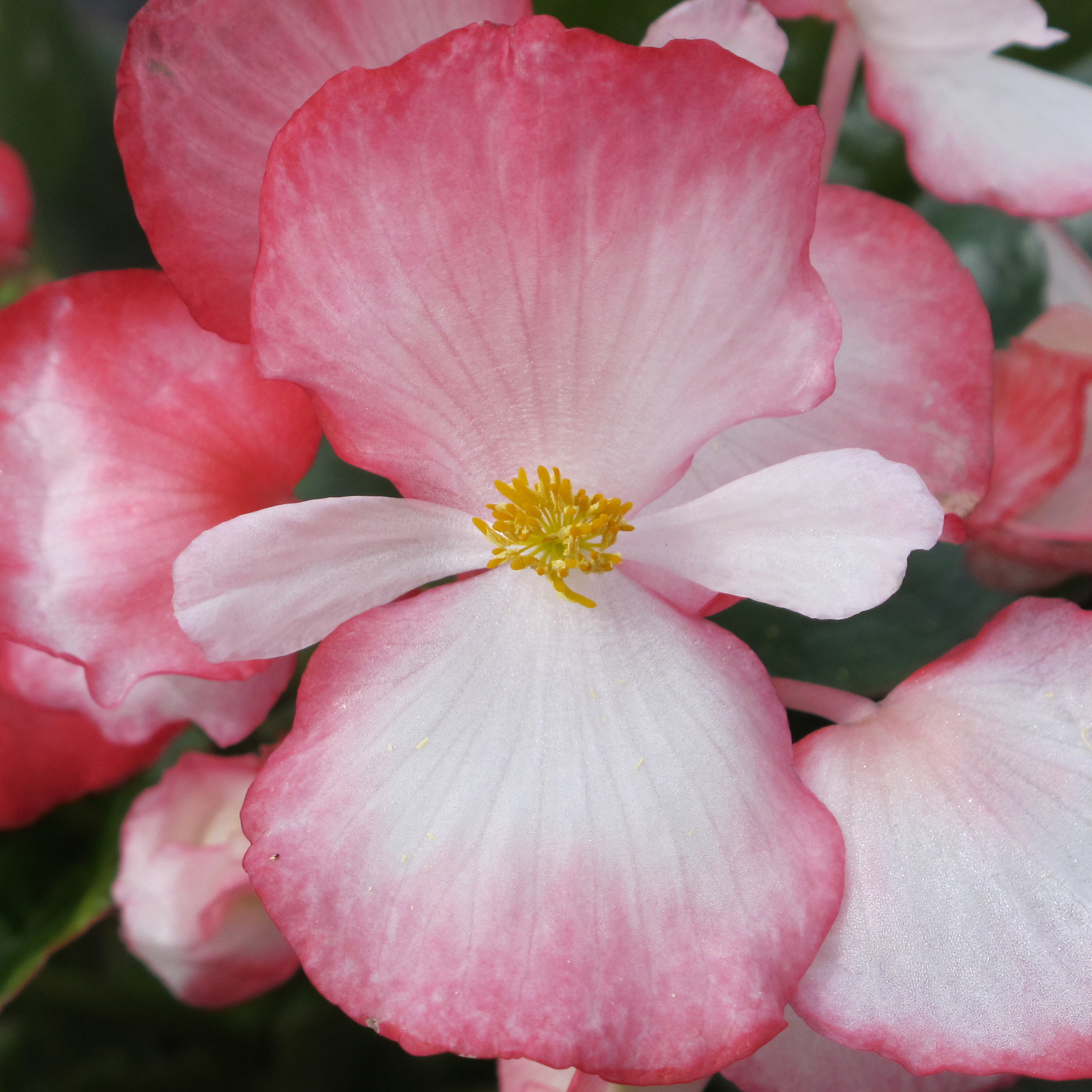 Eisbegonie 'Superstar Bicolor Rose'