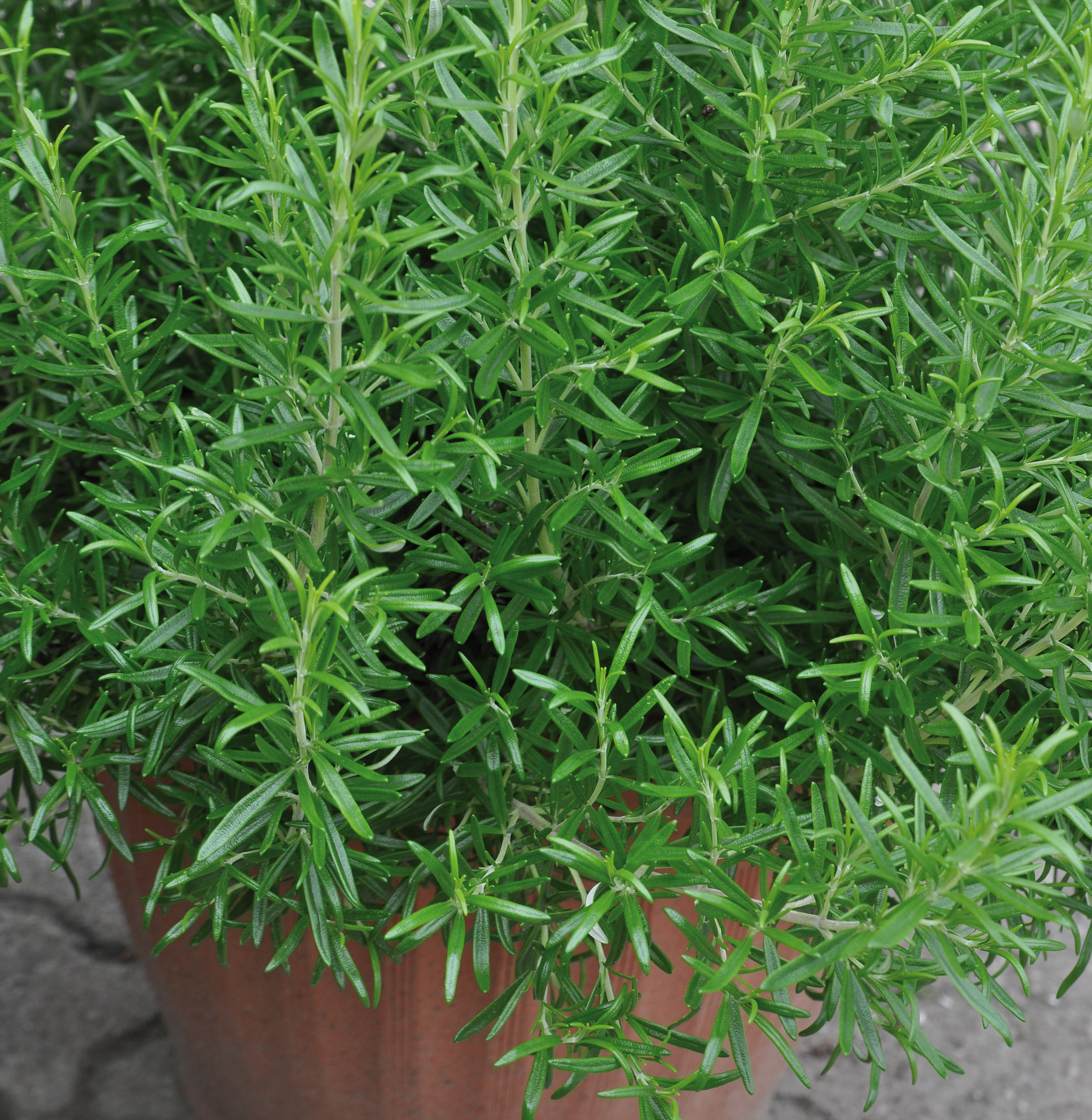 Rosmarin 12cm Topf