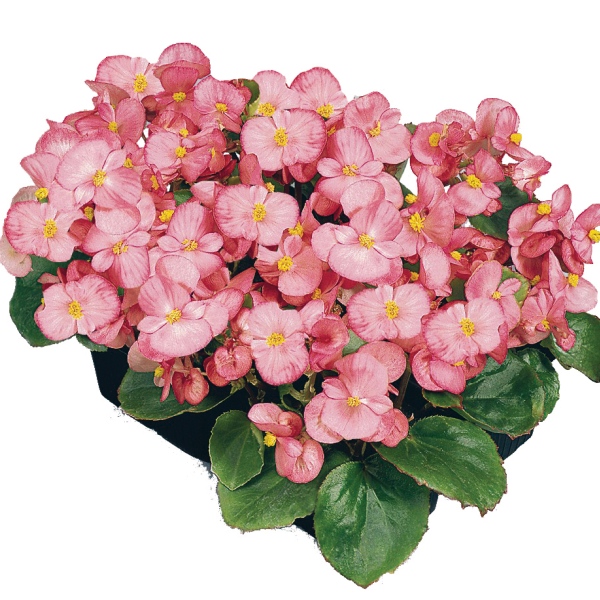 Eisbegonie 'Mascotte Rose'