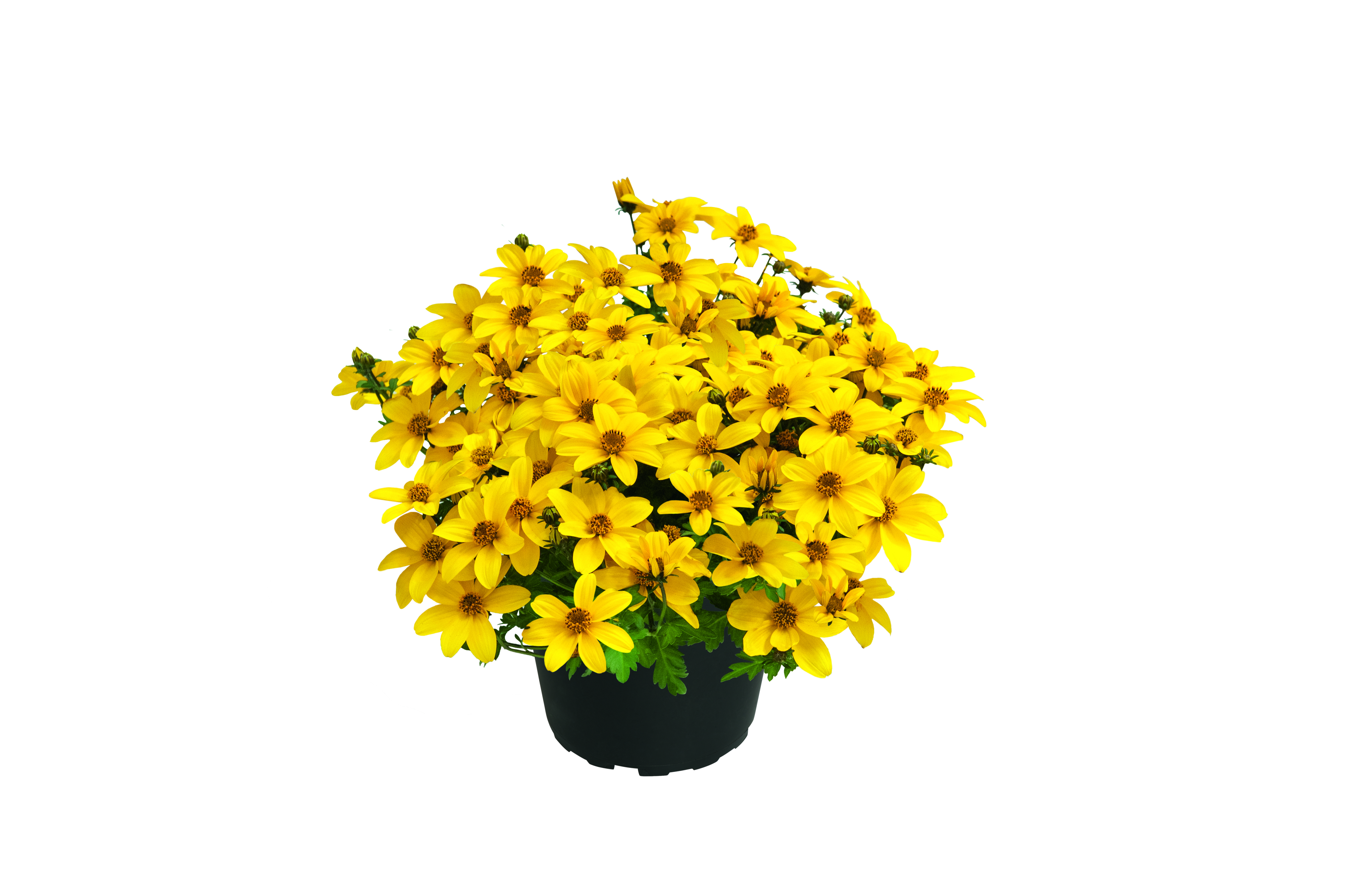 Bidens 'Mini Bee' 12 cm Topf