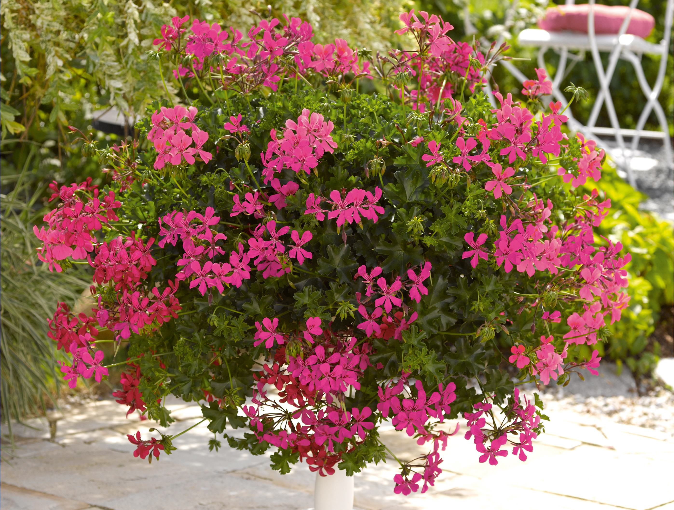 Pelargonien 'Balcon Shocking' 10,5 cm Topf