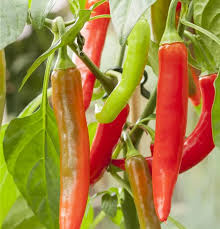 Chili 'Impressa' 12 cm Topf