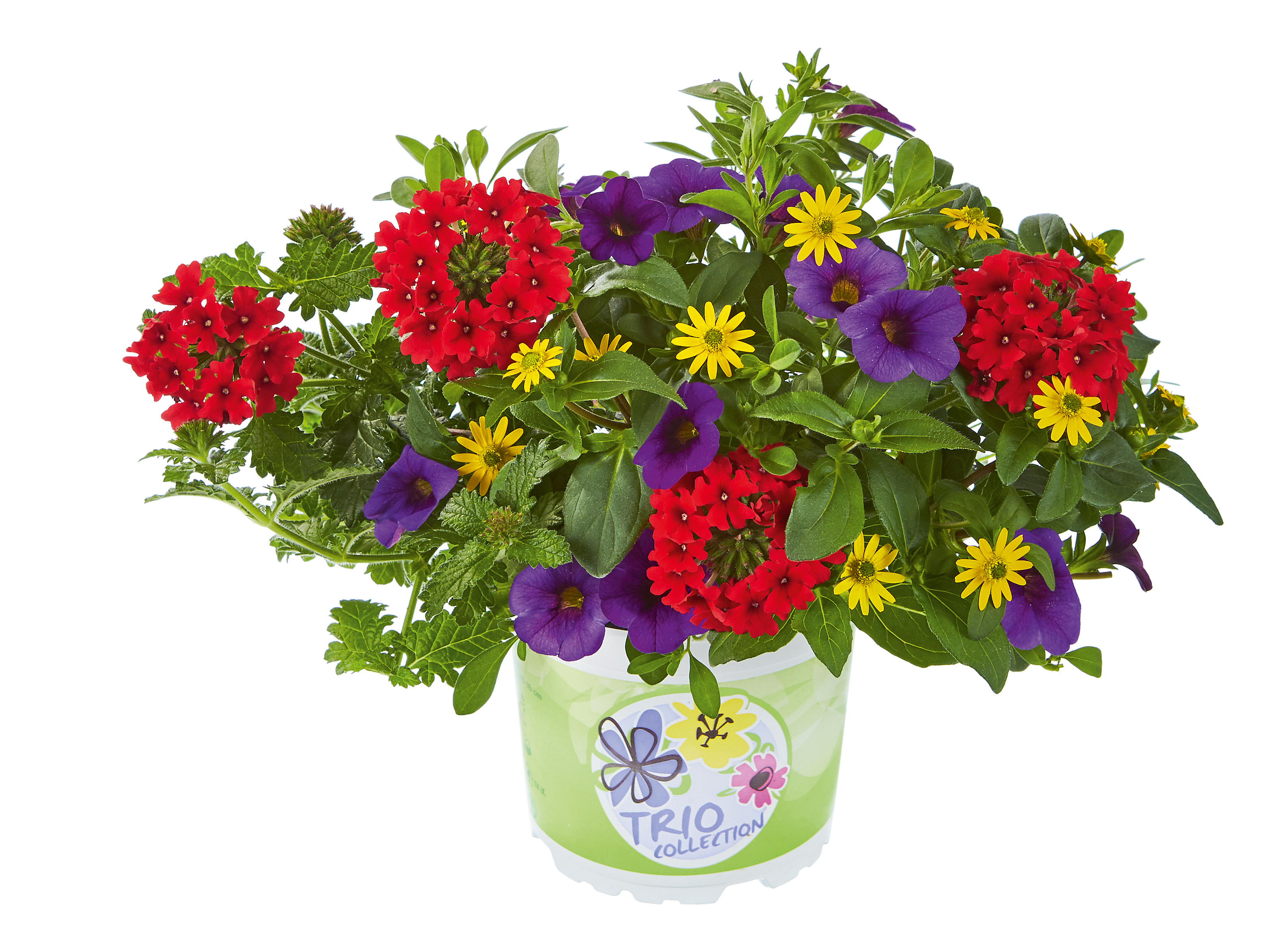3er-Mix Sanvitalia-Calibrachoa-Verbena 'Checkies Andorra Blue-Red-Yellow' 12 cm Topf