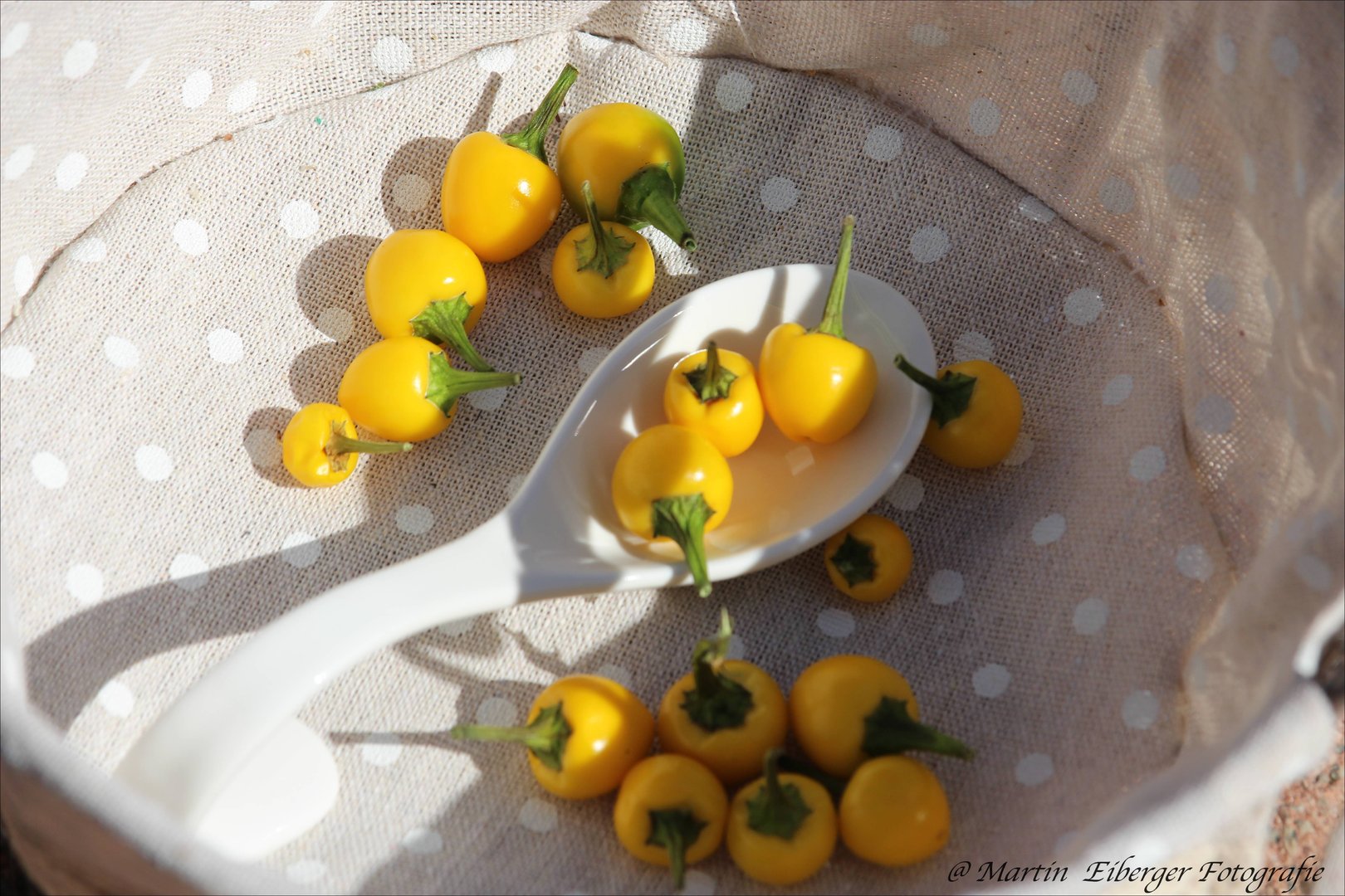 Chili 'Aji Charapita gelb' 12 cm Topf